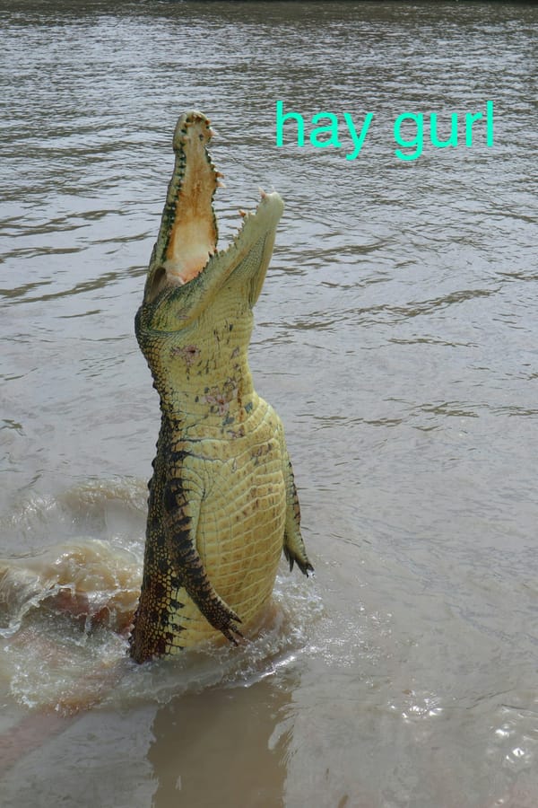 an alligator jumping out the water